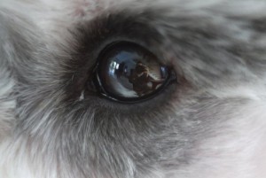 eye